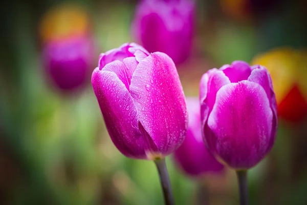 Lila Tulpen Makro — Stockfoto