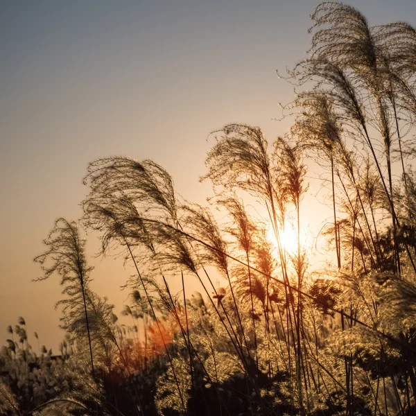 Miscanthus 꽃 근접 촬영 — 스톡 사진