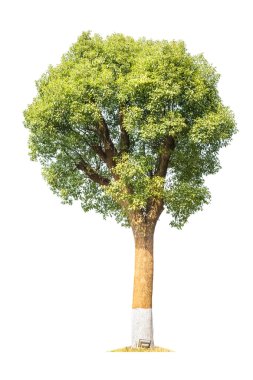 camphor tree isolated clipart