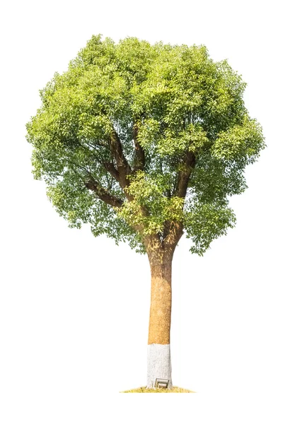 Árbol de alcanfor aislado — Foto de Stock