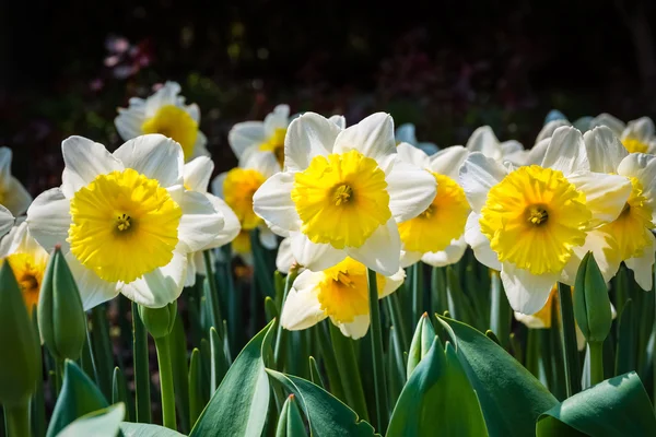 Narcis květina na jaře — Stock fotografie