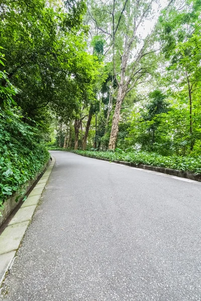 Straße im Wald — Stockfoto