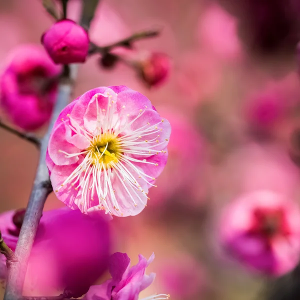 Red plum blossom closeup — Stock Photo, Image