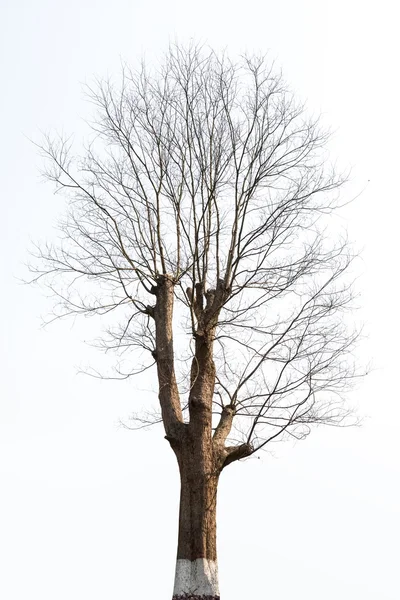Изолированное дерево зимой — стоковое фото