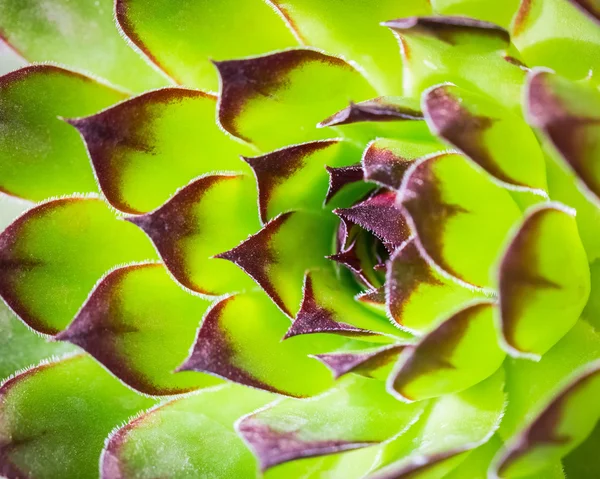 绿色屋顶长生花的特写 — 图库照片