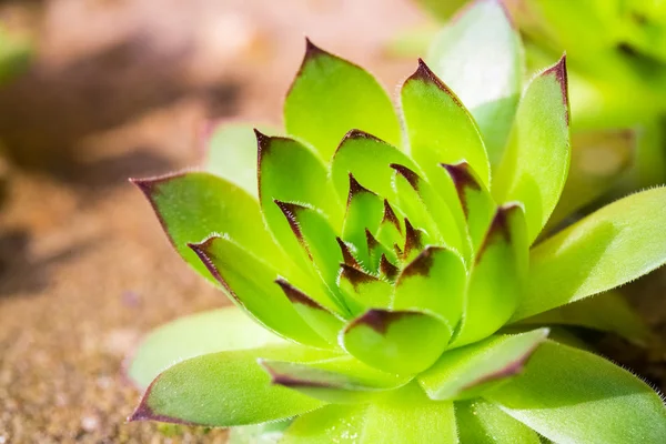 Green sempervivum plant — Stock Photo, Image