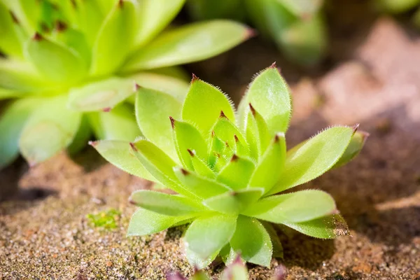 Jeune sempervivum vert gros plan — Photo