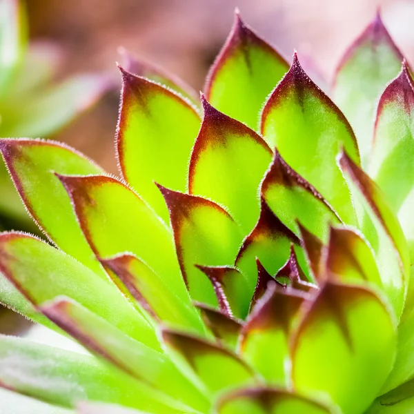 Green sempervivum plant closeup — Stock Photo, Image