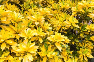 parlak codiaeum variegatum