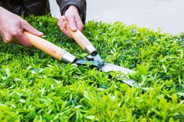 trimming bushes in spring clipart