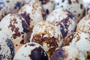 Bıldırcın yumurta portre