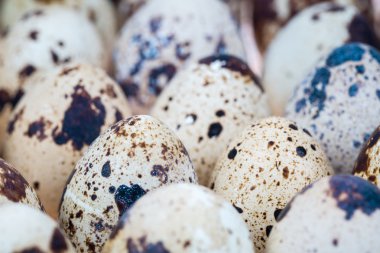 Bıldırcın yumurta portre