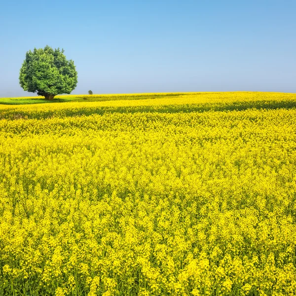 Spring landscape of rapeseed flower field — Stock Photo, Image