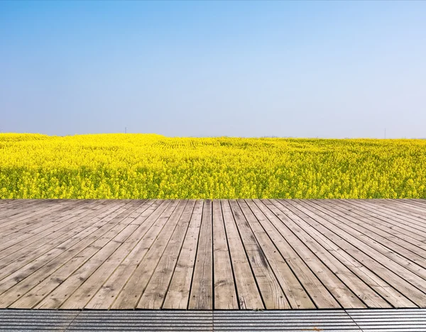 Kolza çiçekleri alanları sarılık — Stok fotoğraf