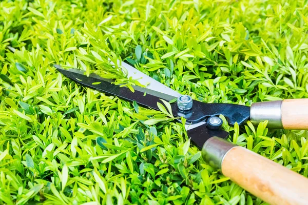 Gartenschere mit Heckenschnitt — Stockfoto