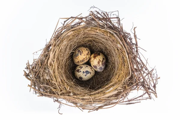 Vogelnest met eieren — Stockfoto