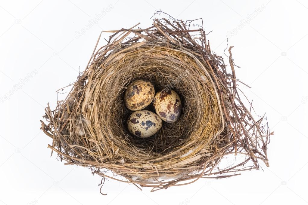 bird's nest with eggs