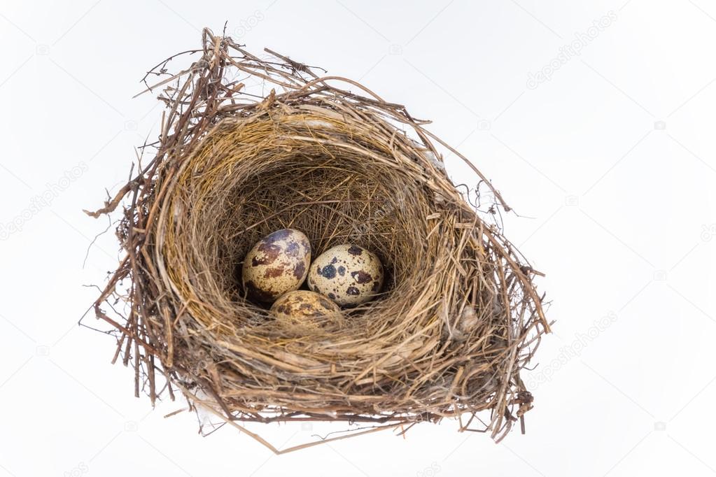 bird nest and eggs