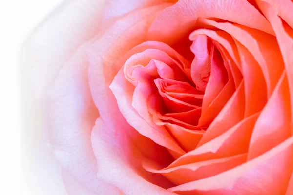 Rose close-up — Stockfoto