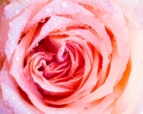 Rose closeup with dew — Stock Photo, Image