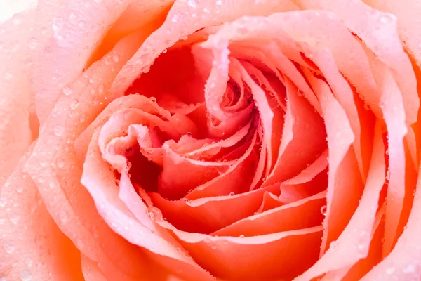 Oranje rose close-up — Stockfoto