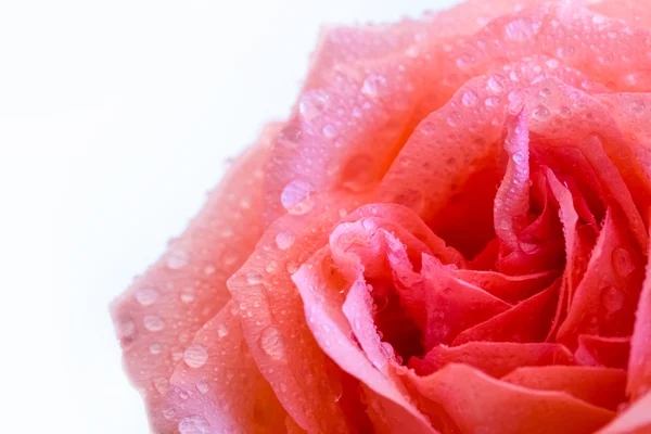 Rose macro background — Stock Photo, Image