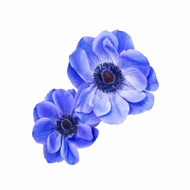izole mavi anemon coronaria