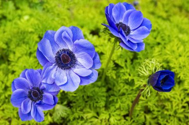 Mavi anemon çiçeği