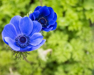 Mavi anemon çiçeği portre