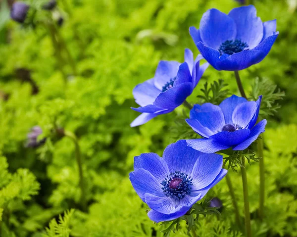 Blaue Anemonenblüten — Stockfoto