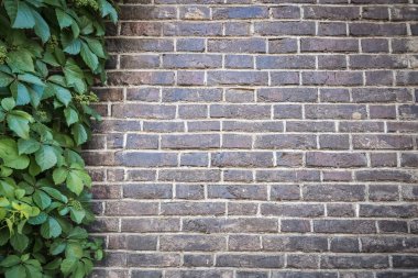 yeşil yaprakları ile gri tuğla duvar