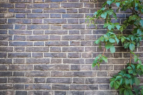 Pared de ladrillo con hiedra verde — Foto de Stock