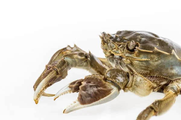Freshwater crab macro — Stock Photo, Image