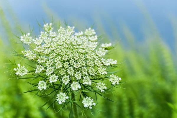 Wild carrot flower closeup — Stock Photo, Image