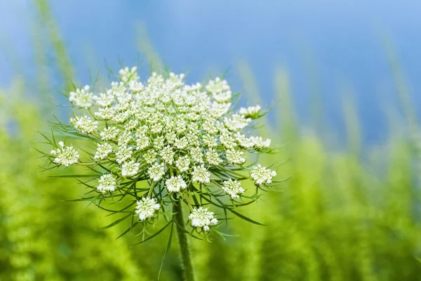 Queen Anne's Lace — Stockfoto