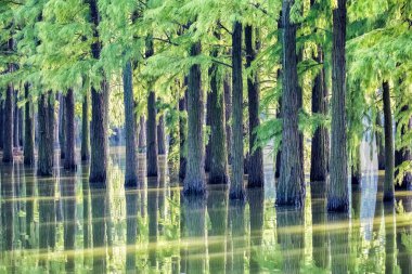 metasequoia Orman Gölü