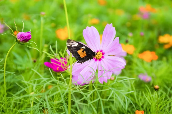 Flor galsang con mariposa — Foto de Stock