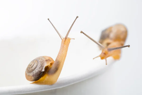 Lumaca da giardino su tazza di carta — Foto Stock