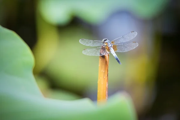 Dragonfly on lotus closeup — Stock Photo, Image