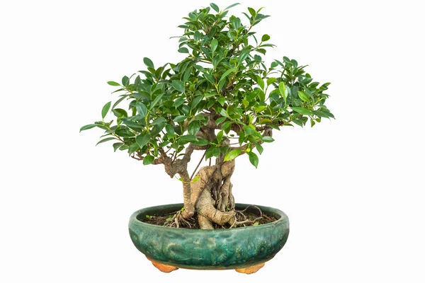 Banyan bonsai isolado — Fotografia de Stock