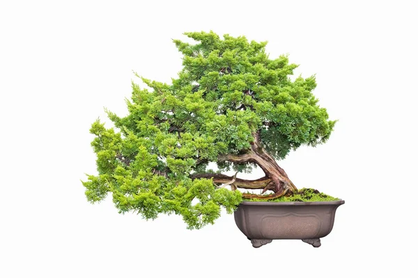 Cyprys bonsai na białym tle — Zdjęcie stockowe