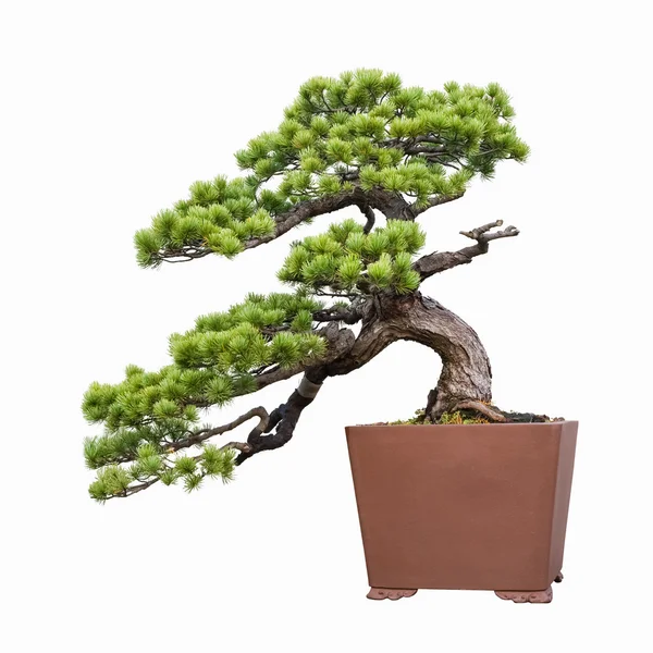 Vijf naald pine bonsai — Stockfoto