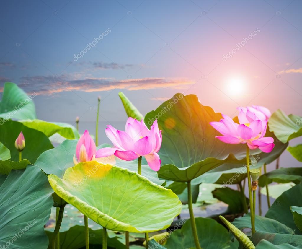 Lotus flower blooming in sunset — Stock Photo © chungking 88626304