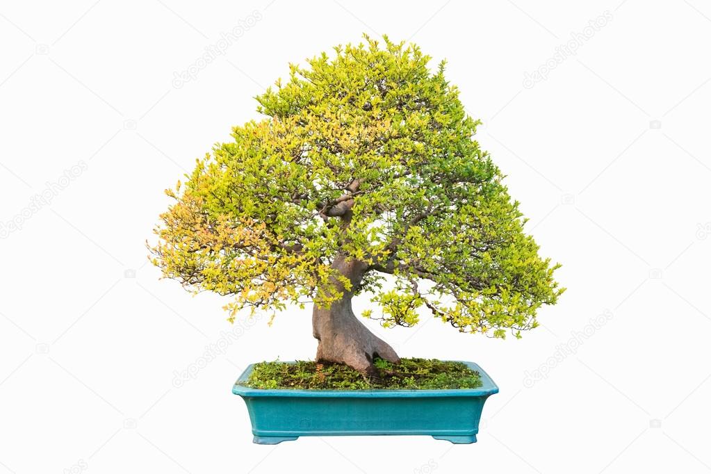 Ulme Bonsai im Herbst — Stockfoto © chungking #88628698 Ulme Bonsai im Herbst — Stockfoto © chungking #88628698