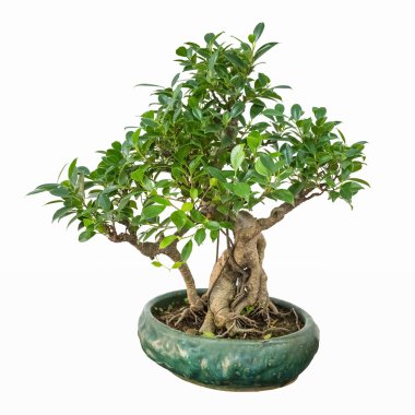 Banyan bonsai ağacı