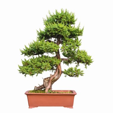 shimpaku Ardıç bonsai ağacı