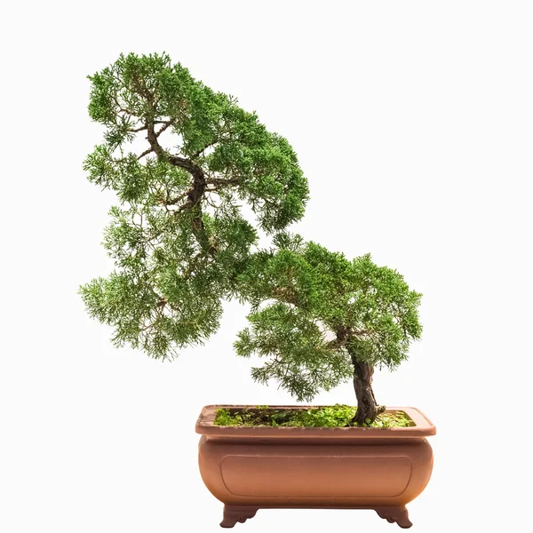 Bonsái árbol de enebro chino — Foto de Stock