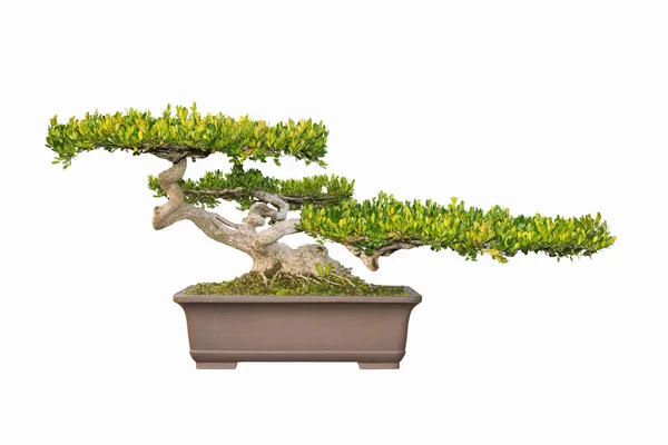 Bonsai árvore de chinês littelleaf caixa — Fotografia de Stock