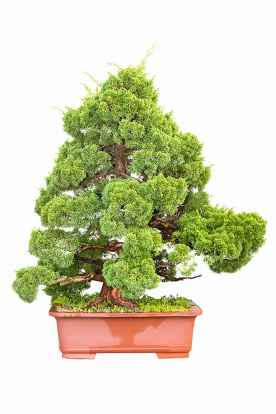 Bonsai-Baum aus Zypressen — Stockfoto