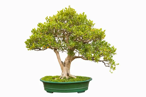 Bonsai árvore de chinês littleleaf caixa — Fotografia de Stock